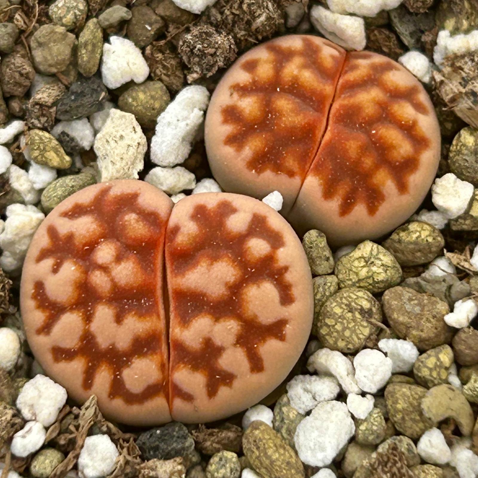 Miniatura Extra